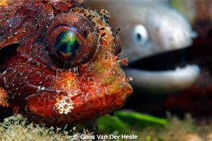 Partners in Crime- Scorpion fish next to a Mauray-Eel,
B... by Goos Van Der Heide 